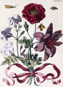 Verschiedene europäische Insekten und Blumen