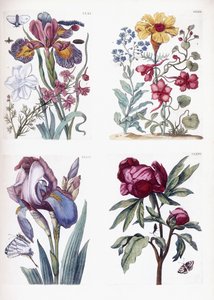 Verschiedene europäische Insekten und Blumen
