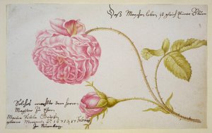 Albumblatt mit einer Rose, 1675
