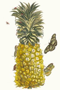Ananas mur. Aus dem Buch Metamorphosis insectorum Surinamensium, 1705
