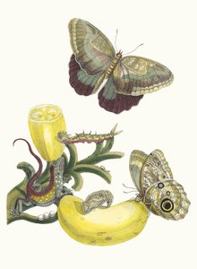 Baccores. Aus dem Buch Metamorphosis insectorum Surinamensium von Maria Sibylla Merian