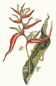 Ballia. Aus dem Buch Metamorphosis insectorum Surinamensium, 1705