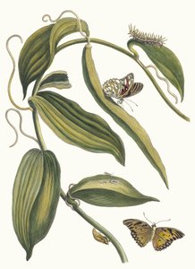 Banille. Aus dem Buch Metamorphosis insectorum Surinamensium, 1705