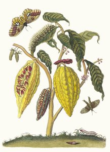 Kakao. Aus dem Buch Metamorphosis insectorum Surinamensium von Maria Sibylla Merian