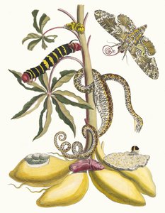 Cassave. Aus dem Buch Metamorphosis insectorum Surinamensium, 1705 von Maria Sibylla Merian