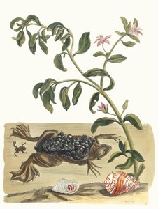 Kresse. Aus dem Buch Metamorphosis insectorum Surinamensium, 1705