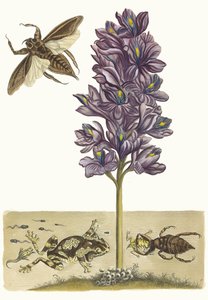 Eichhornia crassipes. Aus dem Buch Metamorphosis insectorum Surinamensium, 1705