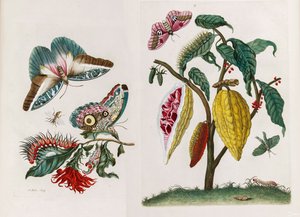 Aus dem Buch Metamorphosis insectorum Surinamensium (1705) von Maria Sibylla Merian
