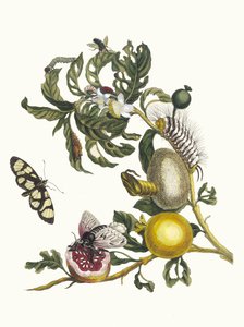 Guajaves. Aus dem Buch Metamorphosis insectorum Surinamensium, 1705 von Maria Sibylla Merian