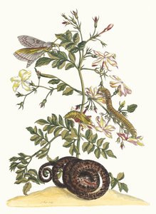 Jasminum grandiflorum. Aus dem Buch Metamorphosis insectorum Surinamensium, 1705 von Maria Sibylla Merian