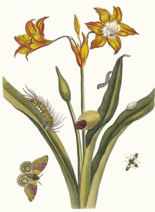 Lis Rouge. Aus dem Buch Metamorphosis insectorum Surinamensium, 1705