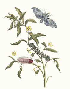 Ludwigia octovalvis. Aus dem Buch Metamorphosis insectorum Surinamensium, 1705 von Maria Sibylla Merian