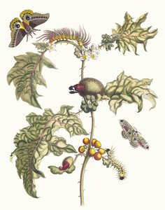 Maccai. Aus dem Buch Metamorphosis insectorum Surinamensium, 1705 von Maria Sibylla Merian