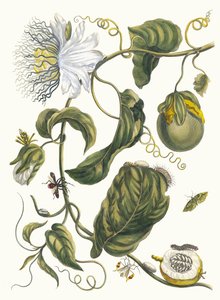 Marquiaas. Aus dem Buch Metamorphosis insectorum Surinamensium, 1705 von Maria Sibylla Merian