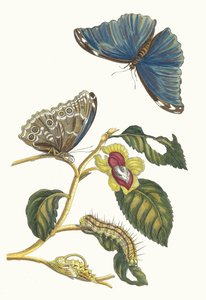 Neflier. Aus dem Buch Metamorphosis insectorum Surinamensium, 1705