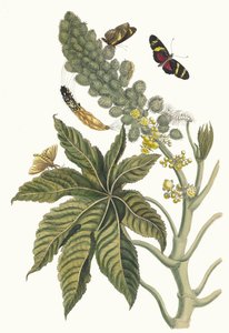 Palma Christi. Aus dem Buch Metamorphosis insectorum Surinamensium, 1705 von Maria Sibylla Merian