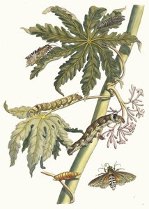 Papaya. Aus dem Buch Metamorphosis insectorum Surinamensium, 1705 von Maria Sibylla Merian