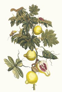 Pomme de Sodome. Aus dem Buch Metamorphosis insectorum Surinamensium, 1705 von Maria Sibylla Merian