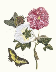 Rosier. Aus dem Buch Metamorphosis insectorum Surinamensium