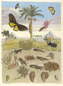 Hirschkäfer, Amphibien und Palmen. Aus dem Buch Metamorphosis insectorum..., 1705 von Maria Sibylla Merian