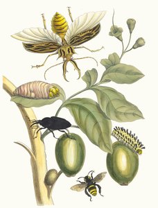 Tabrouba. Aus dem Buch Metamorphosis insectorum Surinamensium, 1705 von Maria Sibylla Merian