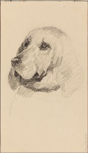 Kopf eines Hundes von Maria Wiik