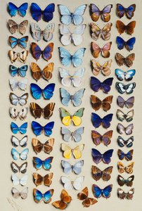 Eine gefüllte Platte mit zweiundsechzig Schmetterlingen in fünf Spalten, hauptsächlich Vertreter der größeren Mitglieder der Lycaenidae von Marian Ellis Rowan