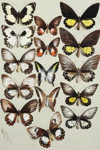 Fünfzehn Schwalbenschwanz-Schmetterlinge (Familie Papilionidae) in drei Spalten von Marian Ellis Rowan