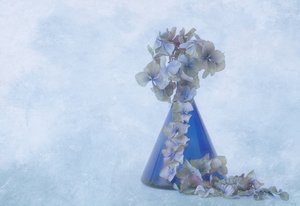 Blaue Hortensien Stillleben