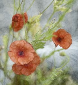 Träumende Rote Mohnblumen