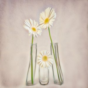 Elegante Weiße Gerbera von Marie-anne Stas