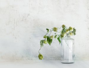 Frische Hopfen in Flasche von Marie-anne Stas