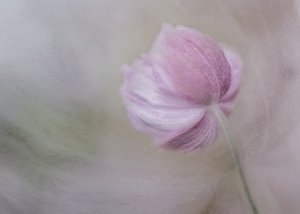 Zarte rosa Blüte von Marie-anne Stas