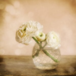 Zarte Ranunkelblüte von Marie-anne Stas