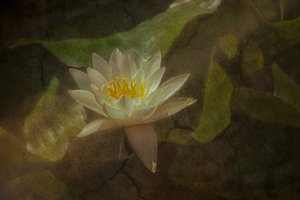 Ruhige Seerose von Marie-anne Stas