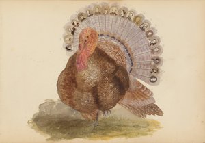 Das Madame B Album, 1870er Jahre