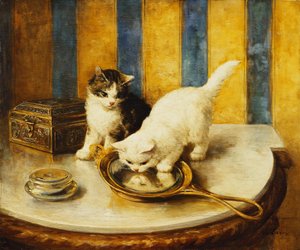 Katzenreflexionen