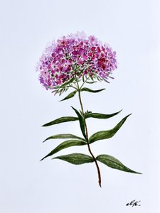 Leuchtende botanische Blüte