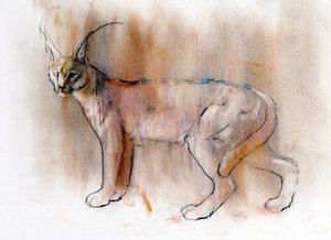 Arabischer Karakal, 2009 von Mark Adlington