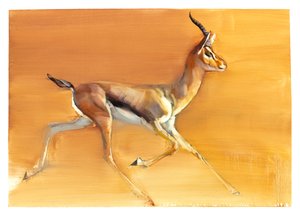 Arabische Gazelle von Mark Adlington