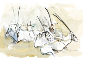 Arabische Oryx, 2010 von Mark Adlington