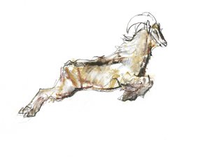 Arabischer Tahr, 2009 von Mark Adlington