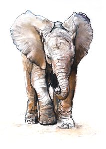 Konzentration (Baby-Elefant), 2018 von Mark Adlington