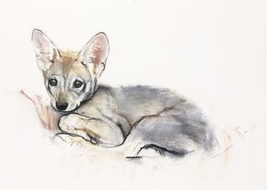 Gekräuselter Arabischer Wolfswelpe, 2009