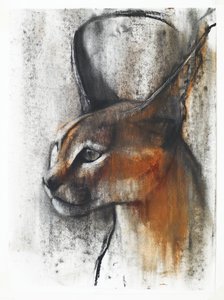 Ägyptischer (Arabischer Karakal) von Mark Adlington