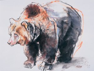 Europäischer Braunbär, 2001 von Mark Adlington