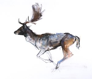 Abendbock (Damhirsch), 2007 von Mark Adlington