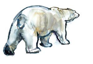 Gletscher-Minze (Eisbär), 2013