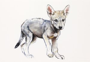 Zögernder arabischer Wolfswelpe, 2009