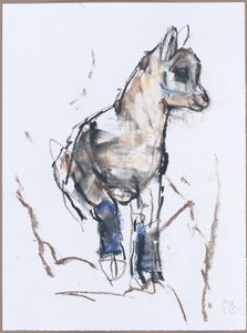 Steinbockjunges